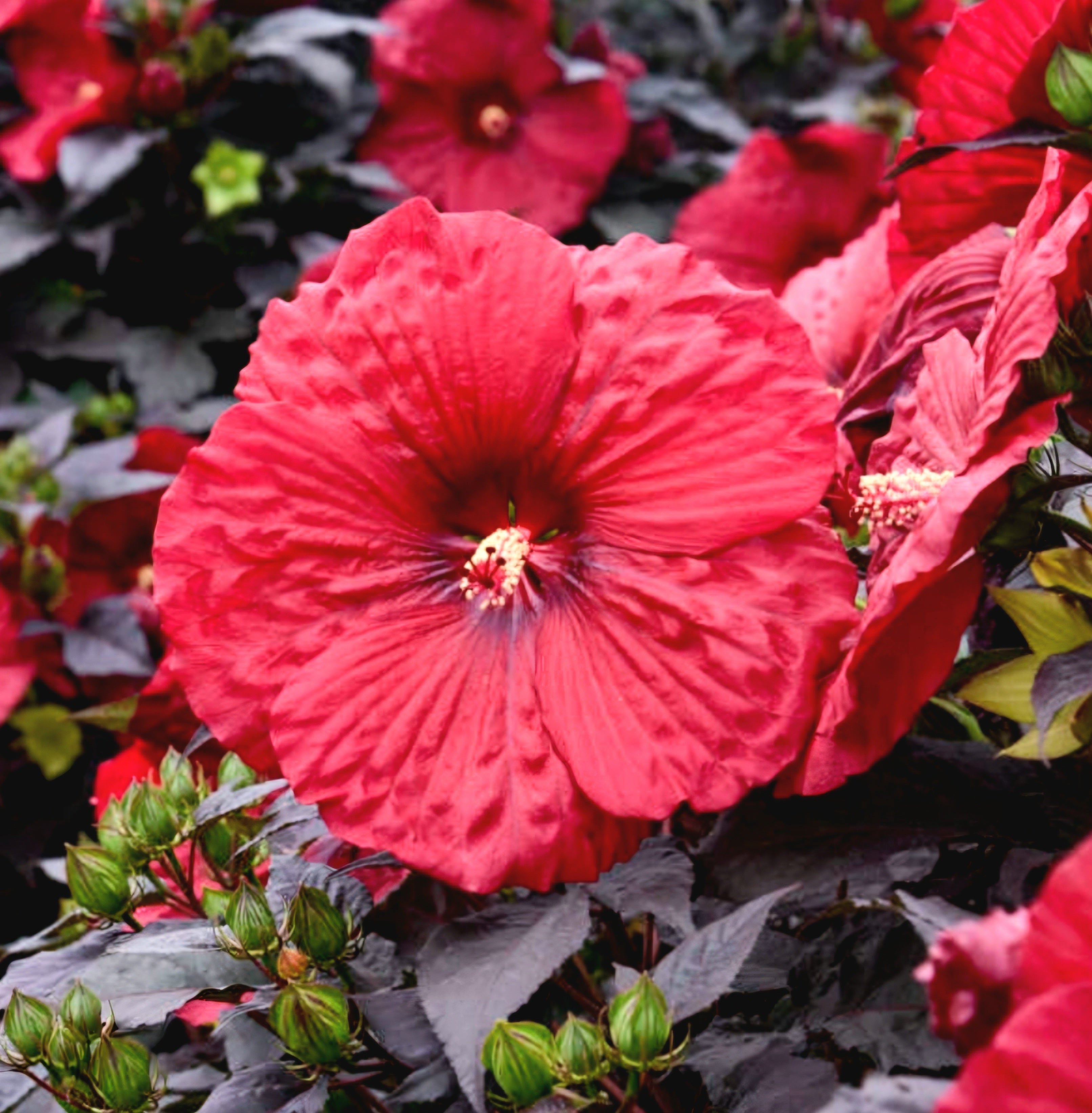 holy-grail-hibiscus-hardy-hibiscus-plants