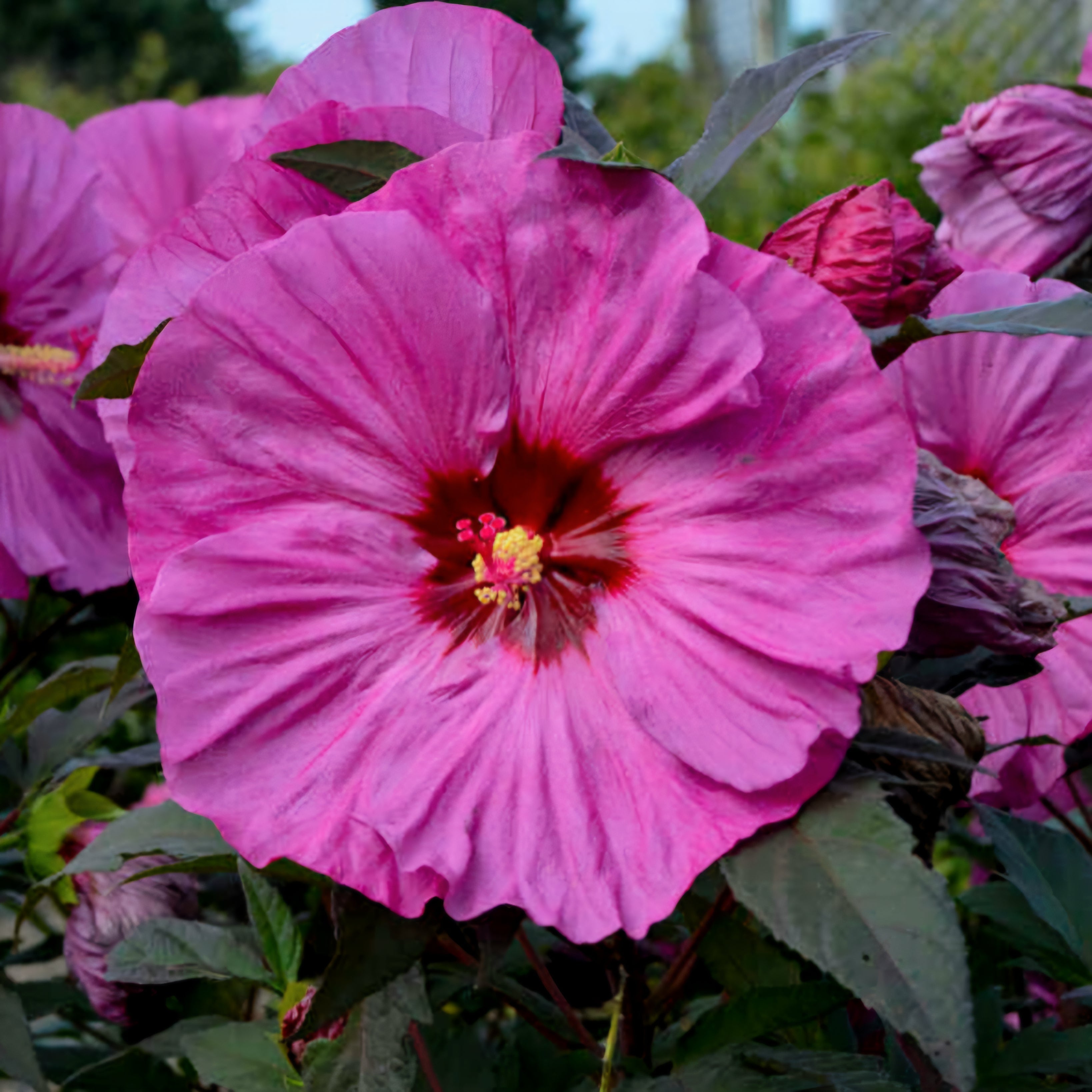 berry-awesome-hibiscus-hardy-hibiscus-plants