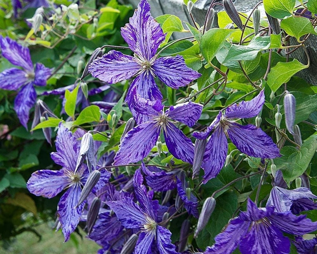 clematis-tie-dye-canadiantreenursery