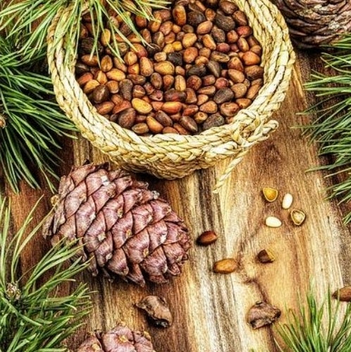 Pinus Pinyon Pine Tree Canadiantreenursery