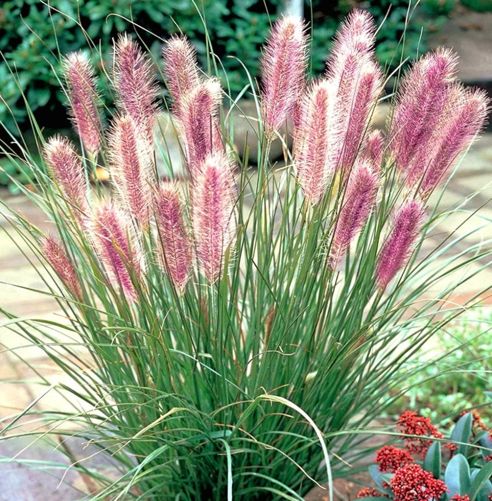  pennisetum red head fountain grass canadiantreenursery