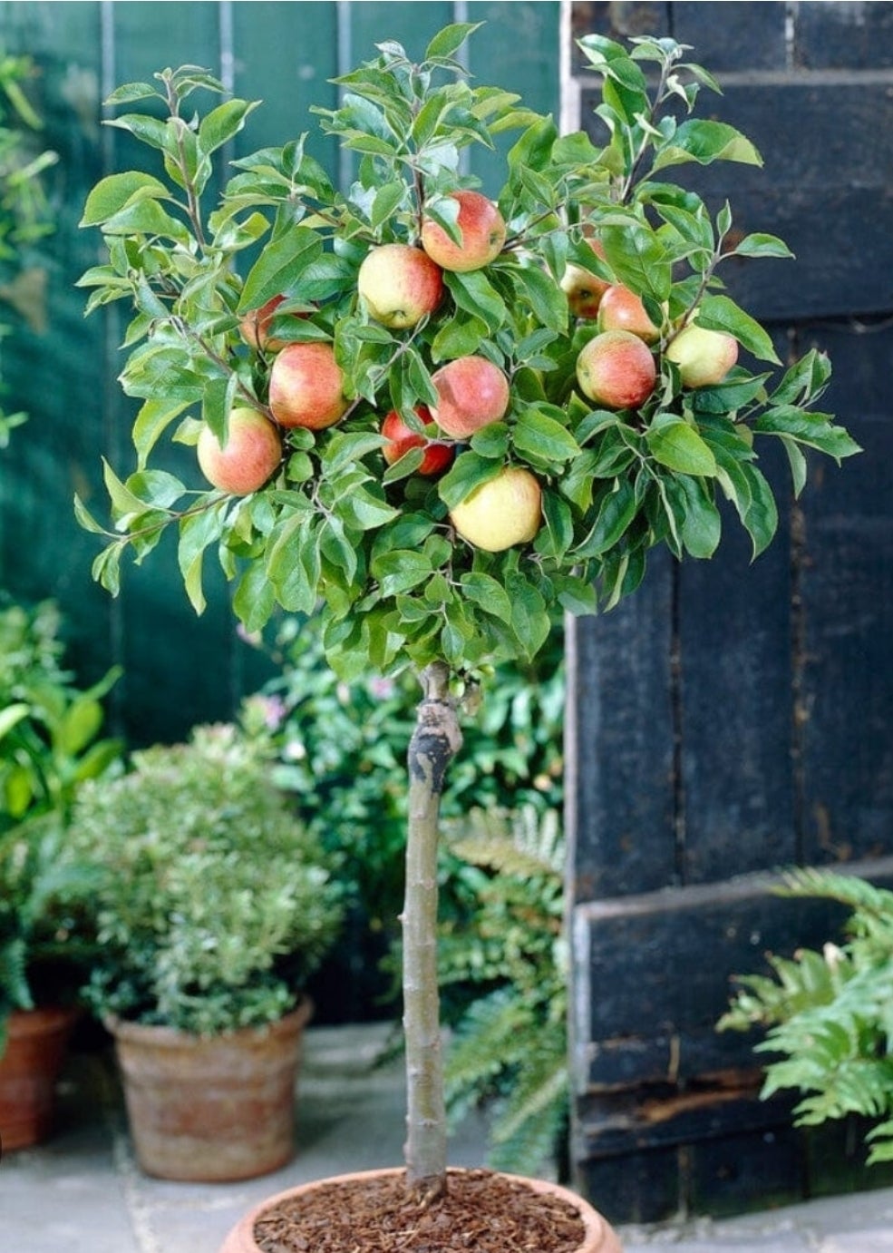 Picture Of Semi Dwarf Pink Lady Tree
