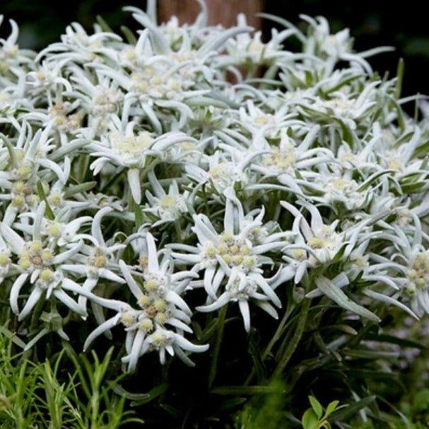 'Leontopodium' Blossom Of Snow | canadiantreenursery.com