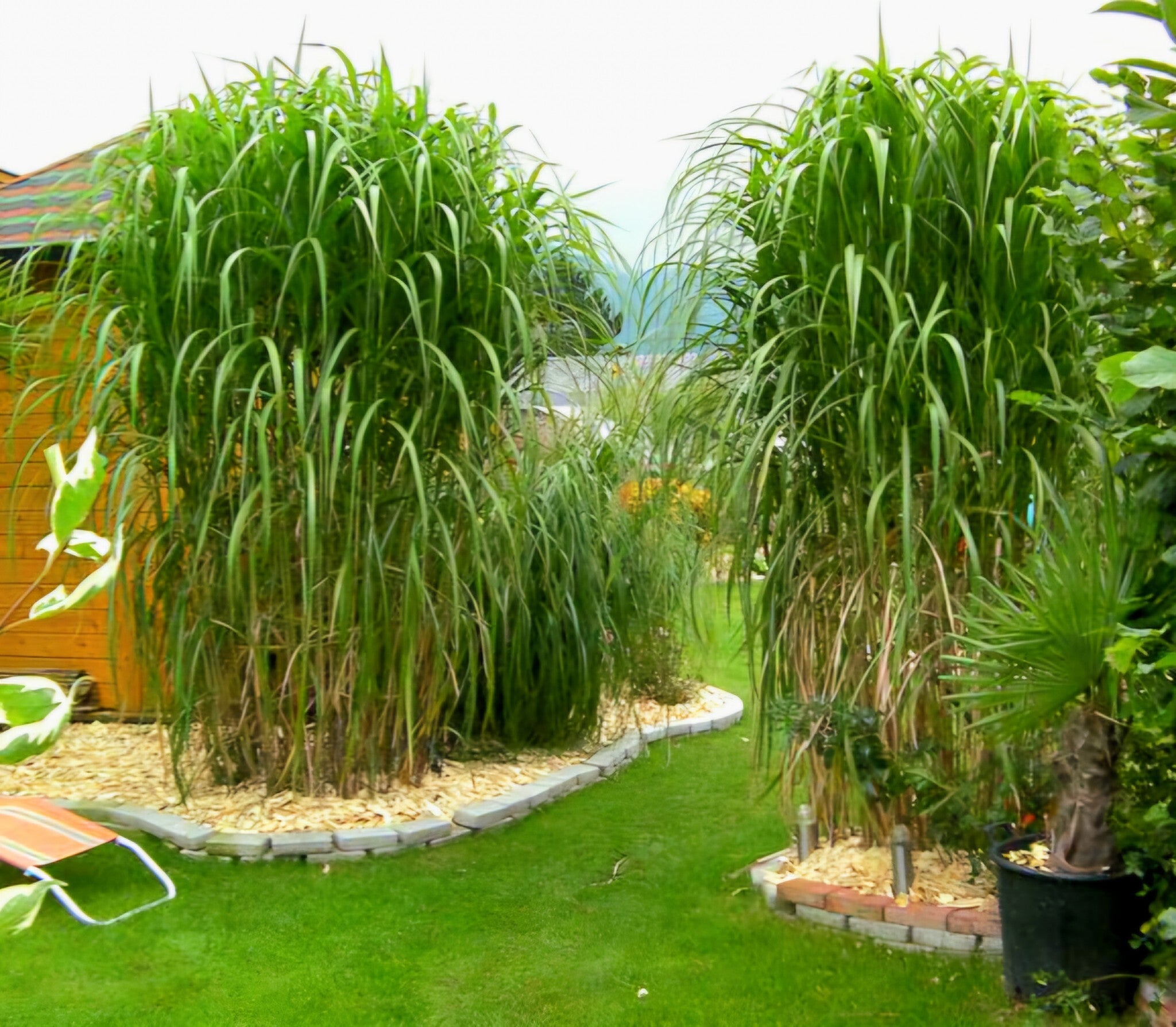  miscanthus giant miscanthus grass canadiantreenursery